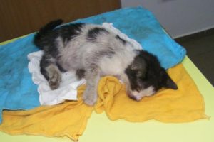 Rescue Poor Kitten Was Hit By Car shaking uncontrollably | Amazing Transformation