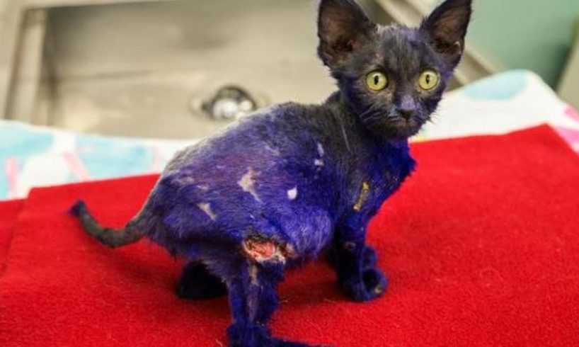 Rescue Poor Kitten was Abuse dyed purple served as a chew toy, covered twenty wounds