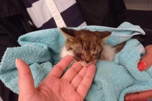 Rescue Poor Kitten was Damaged 2 Eyes to Fully BLIND | Heartbreaking