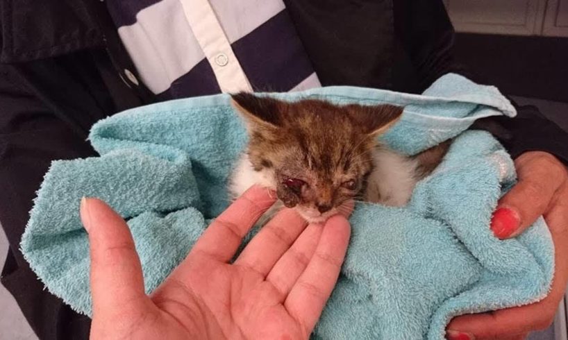 Rescue Poor Kitten was Damaged 2 Eyes to Fully BLIND | Heartbreaking