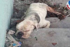 Rescue Poor Paralyzed Dog Being Thrown In The Garbage On The Streets Make Amazing Transformation