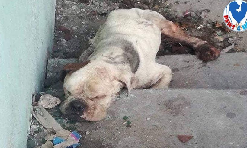 Rescue Poor Paralyzed Dog Being Thrown In The Garbage On The Streets Make Amazing Transformation