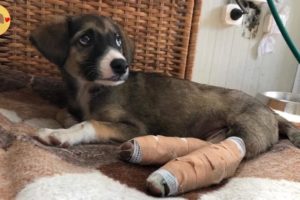 Rescue Poor Paralyzed Puppy Was Broken Spine After Tragic Accident
