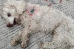 Rescue Poor Poodle Dog Got Dumped On The Streets