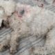 Rescue Poor Poodle Dog Got Dumped On The Streets