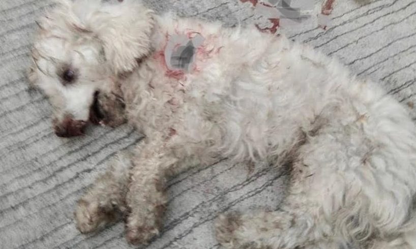 Rescue Poor Poodle Dog Got Dumped On The Streets