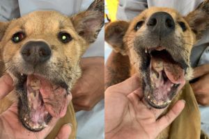 Rescue Poor Puppy Broken JAW suffered Severe Pains | Miracle Story