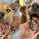 Rescue Poor Puppy Broken JAW suffered Severe Pains | Miracle Story