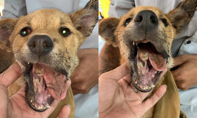 Rescue Poor Puppy Broken JAW suffered Severe Pains | Miracle Story