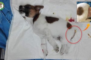 Rescue Poor Puppy Crying in Pains Without ANAL HOLE |  Heartbreaking