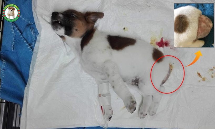 Rescue Poor Puppy Crying in Pains Without ANAL HOLE |  Heartbreaking
