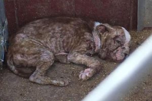 Rescue Poor Puppy Emaciated & suffering from mange Left to Die, Overcomes Severe Neglect