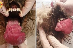 Rescue Poor Puppy Has Tongue Cancer & Amazing Transformation
