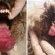 Rescue Poor Puppy Has Tongue Cancer & Amazing Transformation