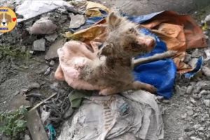 Rescue Poor Puppy Only Bones and Skins, Mange Lying on Garbage Dump on Roadside - Amazing Transform