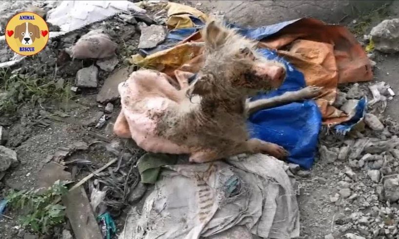 Rescue Poor Puppy Only Bones and Skins, Mange Lying on Garbage Dump on Roadside - Amazing Transform