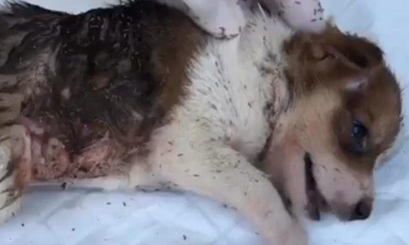 Rescue Poor Puppy With Shrill Screams really broke our hearts  Happy Ending