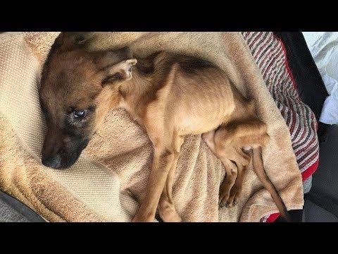 Rescue Poor Puppy was Abused, neglected, Starvation only Bones and Skins