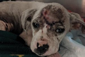 Rescue Poor Puppy was Hit in Head with Hammer Fighting for Survival