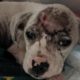 Rescue Poor Puppy was Hit in Head with Hammer Fighting for Survival