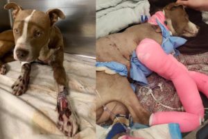Rescue Poor Puppy was dragged behind a vehicle for miles by his owner | Heartbreaking