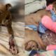 Rescue Poor Puppy was dragged behind a vehicle for miles by his owner | Heartbreaking