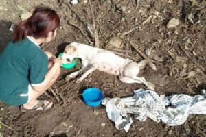 Rescue Poor Stray Dog Hit By Car Lying on Roadside Crying for Help | Amazing Transformation