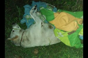 Rescue Poor Stray Dog was Hit Broken Hip Lying waiting for Death | Amazing Transformation