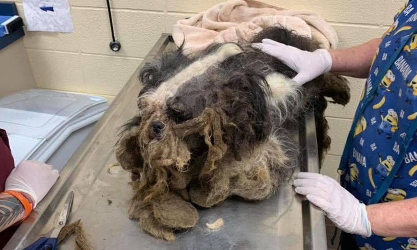 Rescue Poor Stray Dog was Neglected for Years Horrible Matted Fur | Amazing Transformation