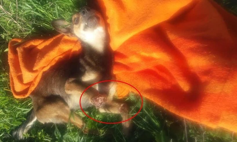 Rescue Poor Stray Dog was Trap to Cut Off Both Legs Waiting Death in Pains | Heartbreaking