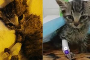 Rescue Poor Tiny Kitten was Thrown in a plastic Positive with FIV | Heartbreaking