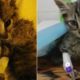 Rescue Poor Tiny Kitten was Thrown in a plastic Positive with FIV | Heartbreaking