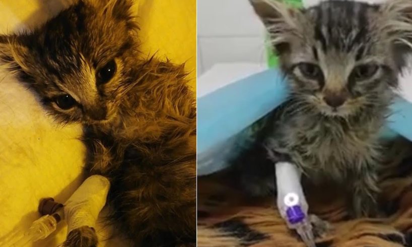 Rescue Poor Tiny Kitten was Thrown in a plastic Positive with FIV | Heartbreaking