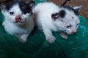 Rescue Poor Two Kittens Were Abandoned In Deserted House & Amazing Grown