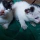 Rescue Poor Two Kittens Were Abandoned In Deserted House & Amazing Grown