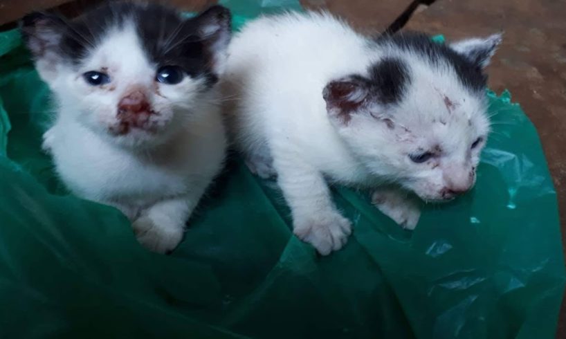 Rescue Poor Two Kittens Were Abandoned In Deserted House & Amazing Grown
