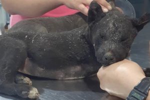 Rescue Poor Two Puppy Were Burned In Sugarcane Fields Make Swollen All Over The Body