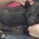 Rescue Poor Two Puppy Were Burned In Sugarcane Fields Make Swollen All Over The Body