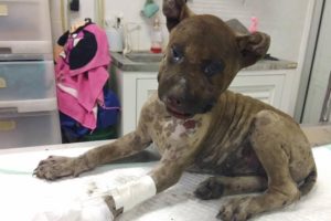 Rescue Poor Two Puppy Were Burned Make Burn All Over The Body