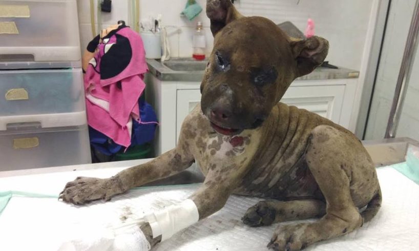Rescue Poor Two Puppy Were Burned Make Burn All Over The Body