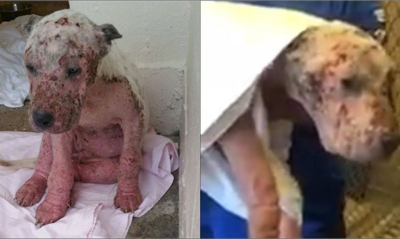 Rescue Puppy Who Was In Immense Pain, with Bleeding Legs, Inflamed Skin and Potential Infections