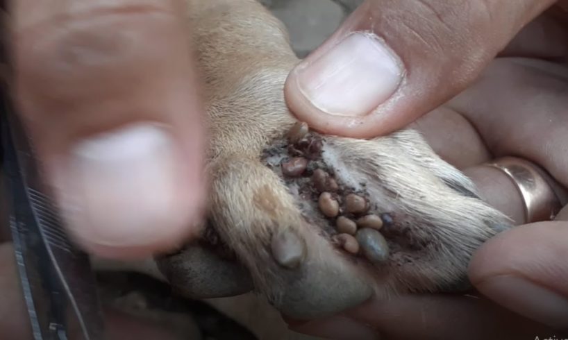 Rescue Remove 1000 Ticks from lovely dog-HN Animals