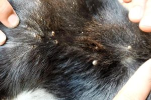 Rescue Remove The Big Ticks From Dog - How To Remove Ticks