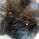 Rescue Remove The Big Ticks From Dog - How To Remove Ticks