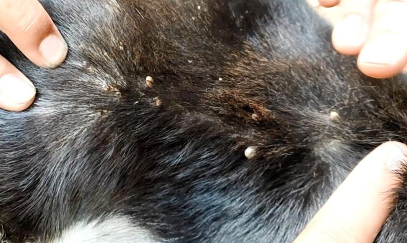 Rescue Remove The Big Ticks From Dog - How To Remove Ticks