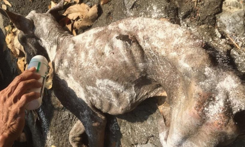 Rescue Sick Dog Nearly Death in a gutter by the road Fighting for Live | Heartbreaking