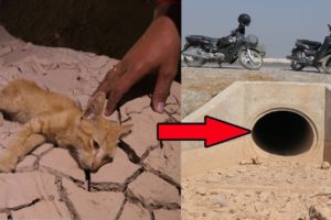 Rescue Skinny Kitten From Sewer Highway | Adopted Animal In Crisis