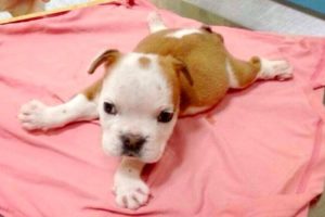 Rescue Special Needs Bulldog Puppy set for Euthanasia | Heartbreaking Story