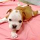 Rescue Special Needs Bulldog Puppy set for Euthanasia | Heartbreaking Story