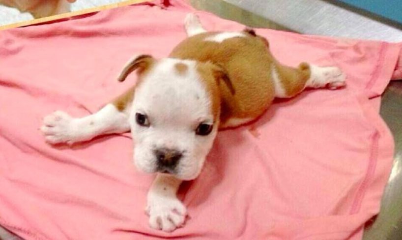 Rescue Special Needs Bulldog Puppy set for Euthanasia